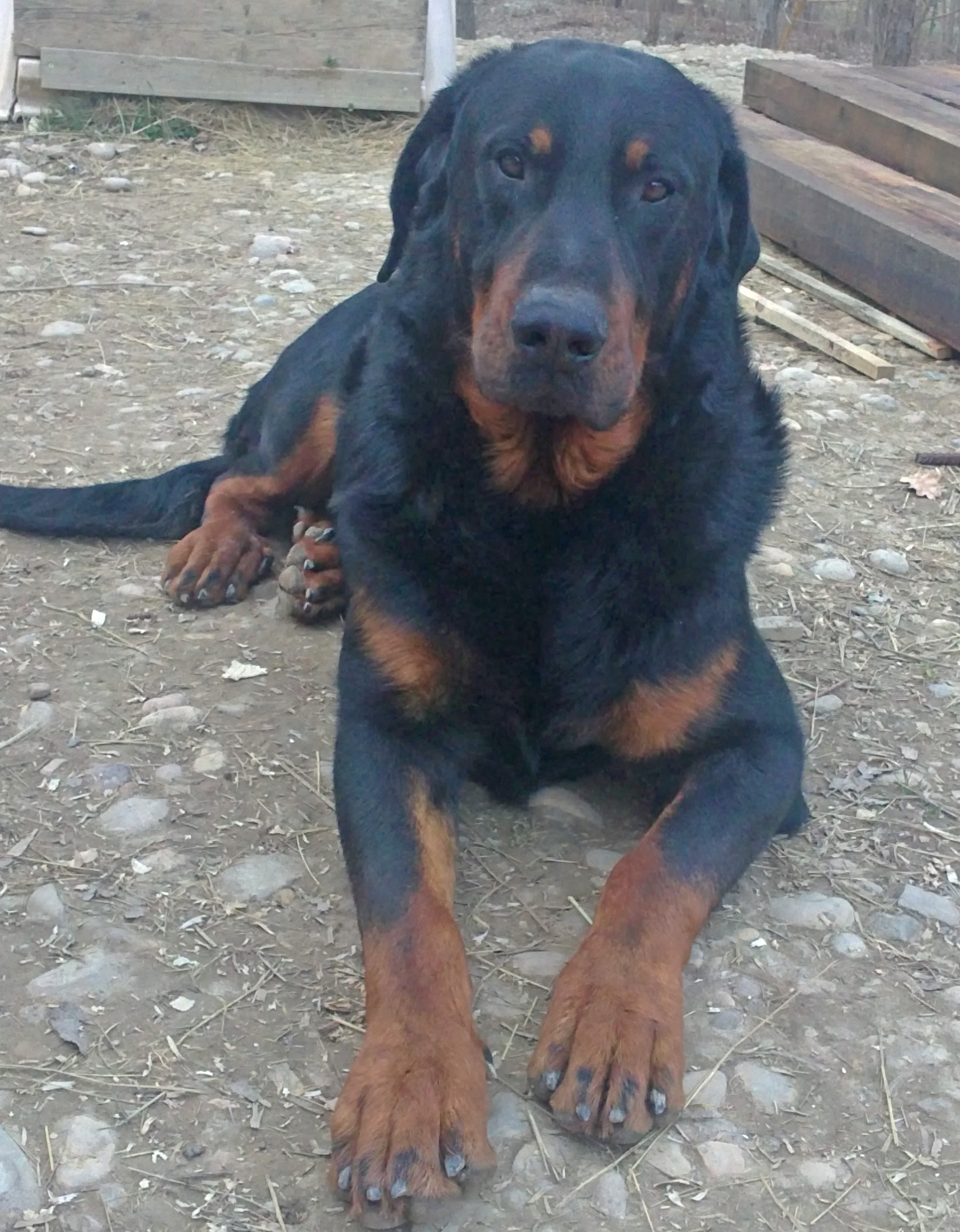 domainedelalicorne.fr photo chien beauceron photo chiot beauceron Elevage de beauceron chiot beauceron pure race élevage du clos de la licorne elevage des gardiens de la licorne elevage beauceron noir et feu authentique gros gabarits élevage de Beauceron familial sérieux et qualité domainedelalicorne.fr suivi des chiots conseil d’éducation chiot propre bas rouge santé caractère spécialiste du beauceron noir et feu ou arlequin chien rustique berger de France nos chiots sont élevés avec amour et attention notre passion au service de la qualité Beauceron de qualité et sportif domaine de la licorne 04380 BARRAS élevage en liberté éleveur berger de beauce élevage de beauceron de travail 06 11 20 51 93 site domainedelalicorne.fr mail domainedelalicorne@gmail.com